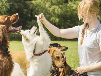 Köpek Eğitmeni Nedir, Ne İş Yapar, Nasıl Olunur? Köpek Eğitmeni Maaşları 2022 - OtonomHaber