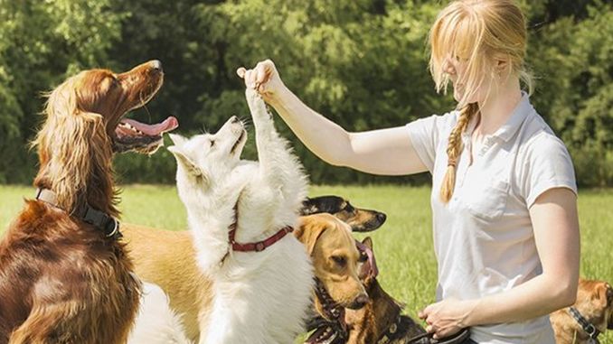 Köpek Eğitmeni Nedir, Ne İş Yapar, Nasıl Olunur? Köpek Eğitmeni Maaşları 2022 - OtonomHaber