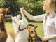 Köpek Eğitmeni Nedir, Ne İş Yapar, Nasıl Olunur? Köpek Eğitmeni Maaşları 2022 - OtonomHaber