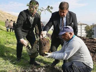 Karşıyaka'da Ağaç Varlığı Süratle Artmaya Devam Ediyor - OtonomHaber